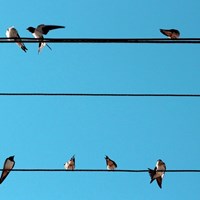 Vögel.jpg